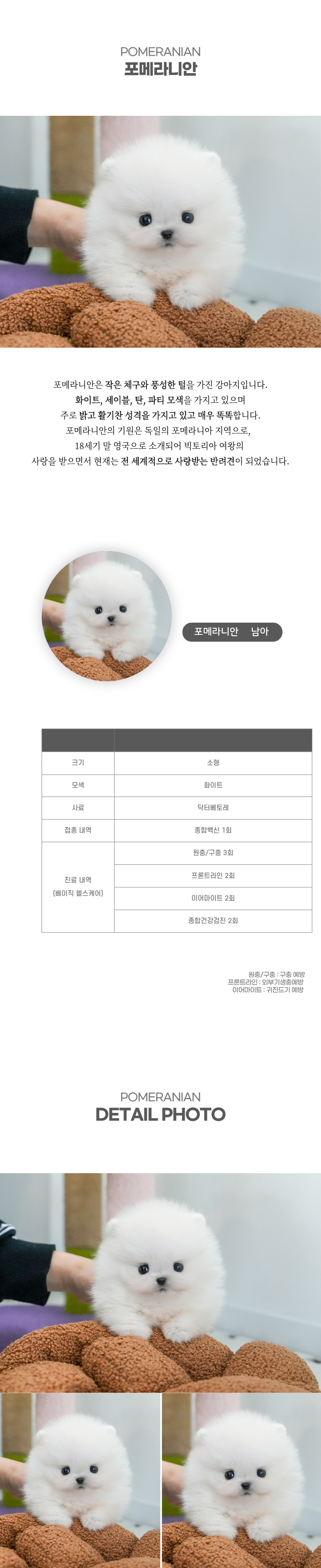 포메라니안_상세이미지_2